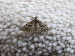 Image of twenty-plume moth