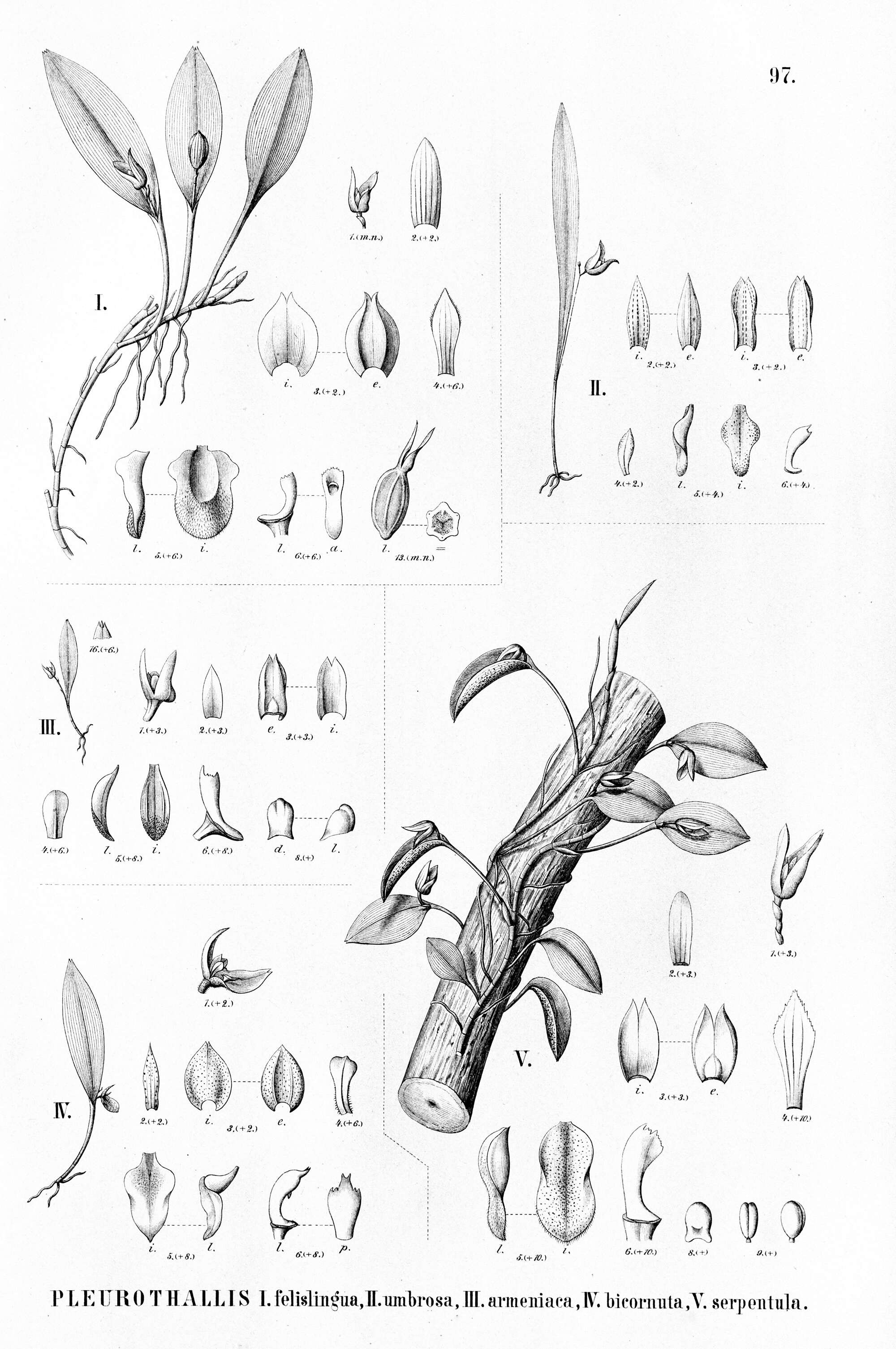 Image of Acianthera saundersiana (Rchb. fil.) Pridgeon & M. W. Chase