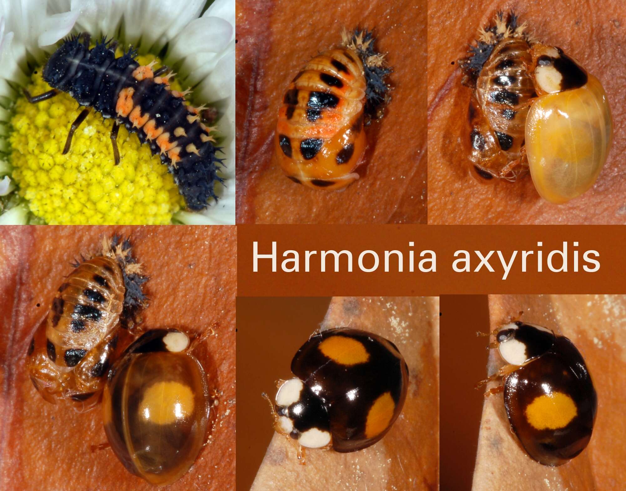 Image of Harmonia axyridis (Pallas 1773)