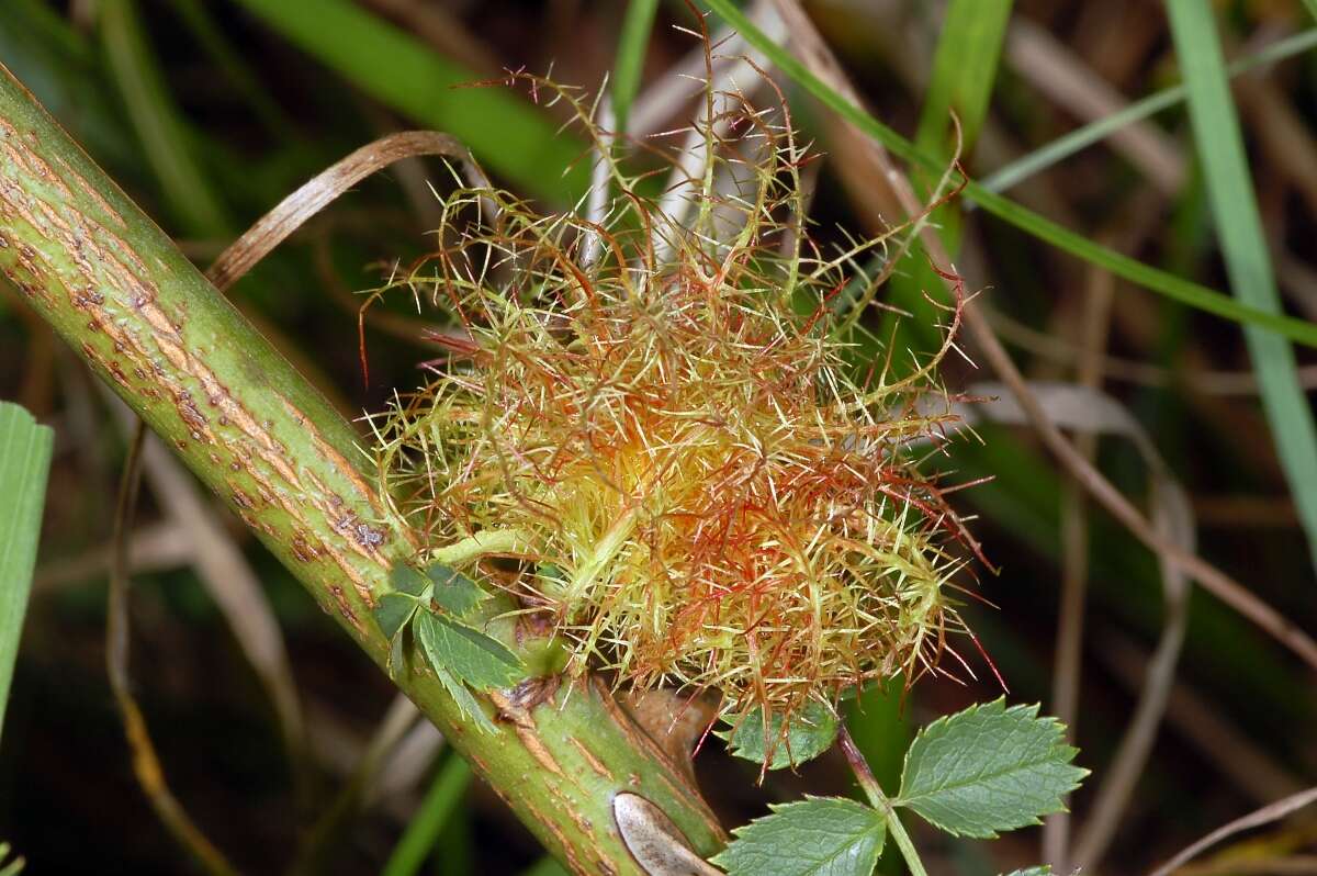 Image of Mossy Rose Gall Wasp