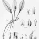 Image of Acianthera saundersiana (Rchb. fil.) Pridgeon & M. W. Chase