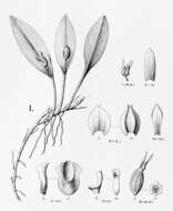 Image of Acianthera saundersiana (Rchb. fil.) Pridgeon & M. W. Chase