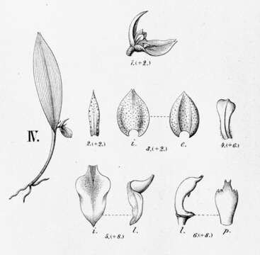 Image of Acianthera bicornuta (Barb. Rodr.) Pridgeon & M. W. Chase