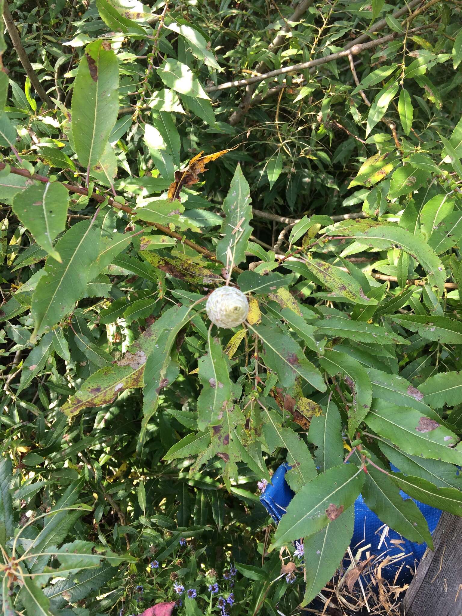 Image of Missouri River willow