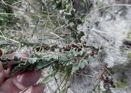 Image of Pelargonium caucalifolium subsp. convolvulifolium (Schltr. ex Knuth) J. J. A. Van der Walt