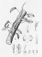 Image of Acianthera serpentula (Barb. Rodr.) F. Barros