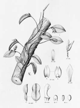 Image of Acianthera serpentula (Barb. Rodr.) F. Barros