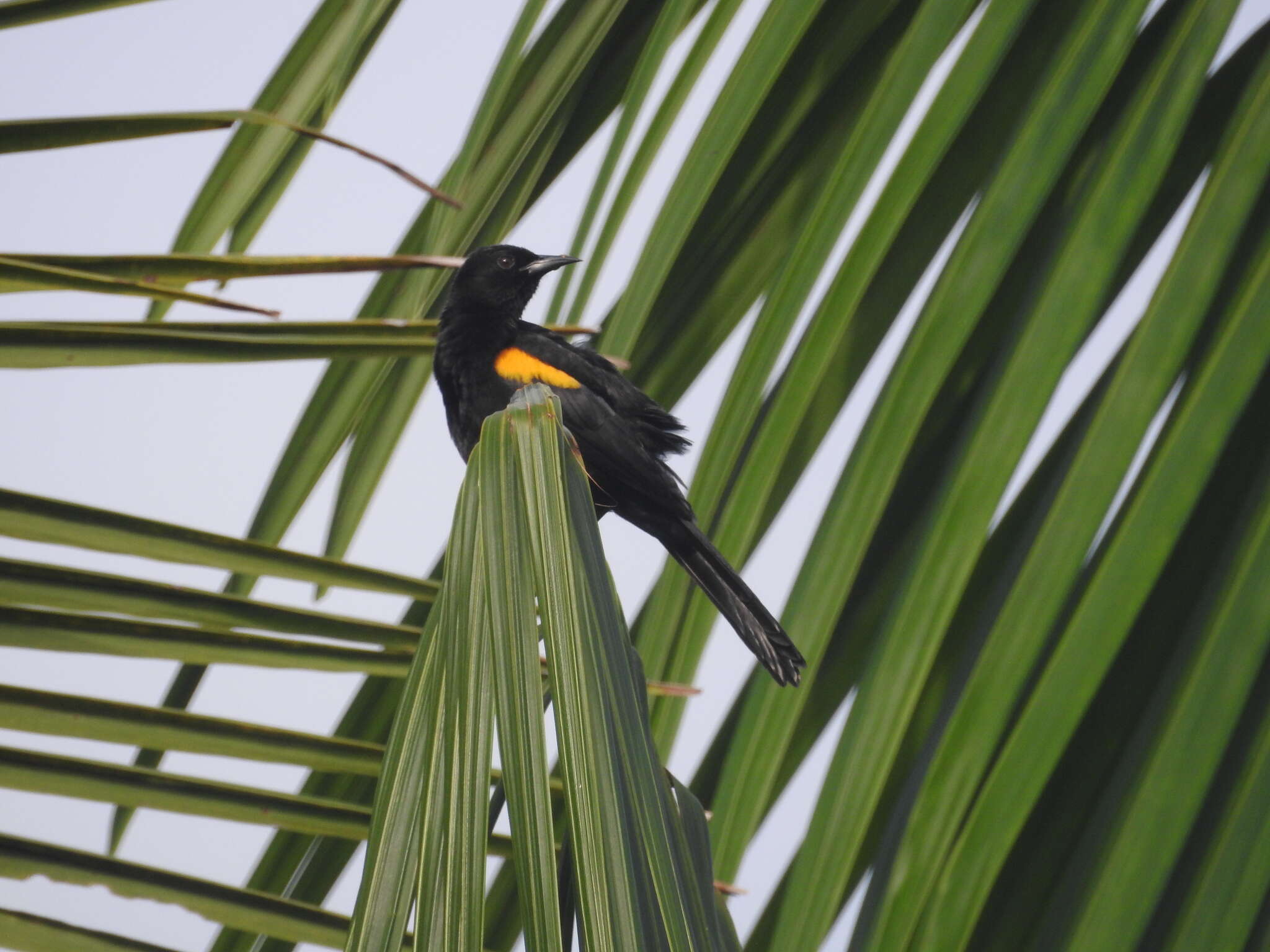 Image of Epaulet Oriole