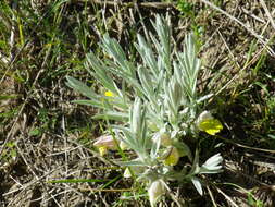 Plancia ëd Cymbaria borysthenica Pallas ex Schltdl.