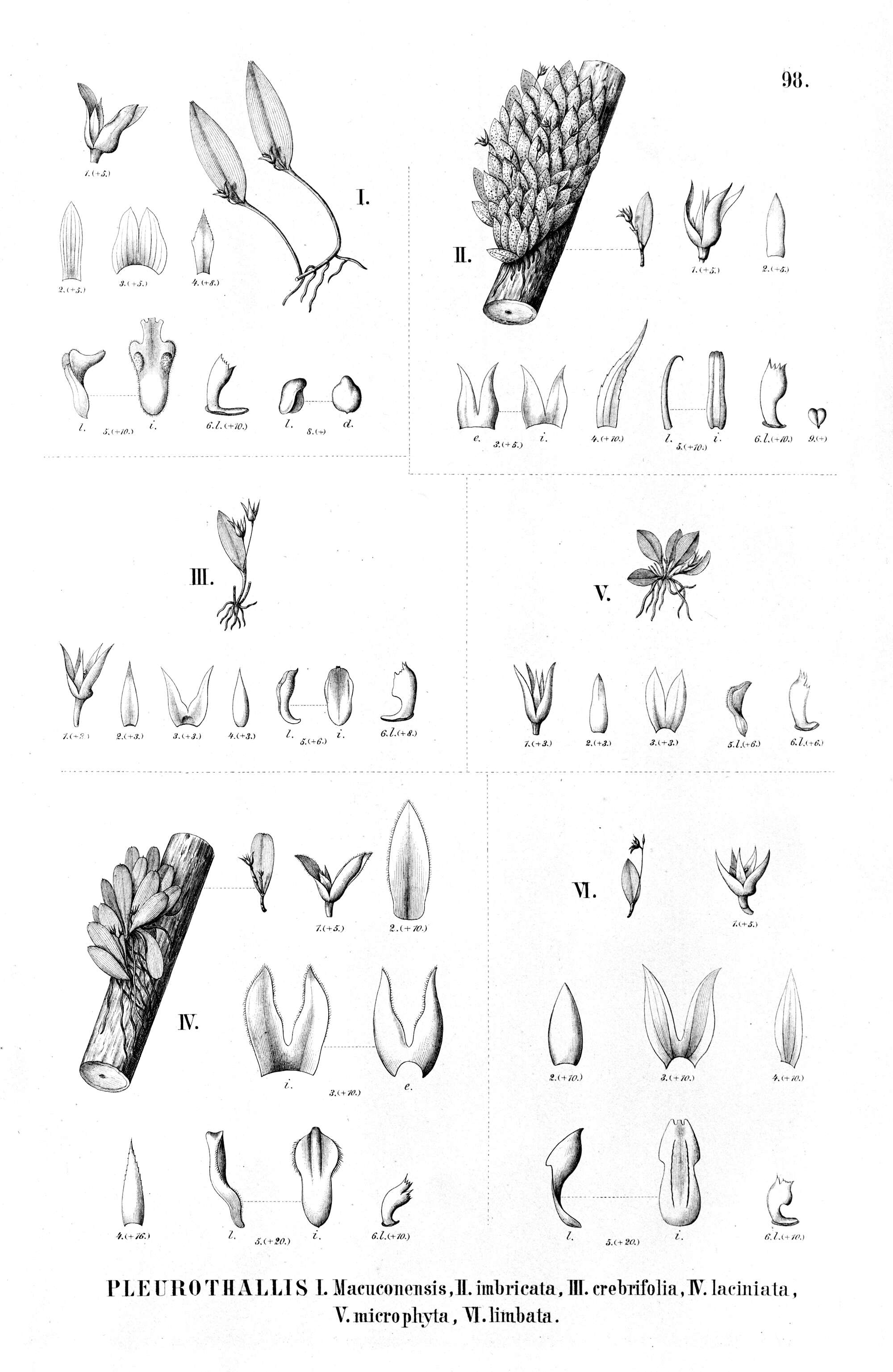 Image of Anathallis microphyta (Barb. Rodr.) C. O. Azevedo & Van den Berg
