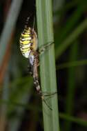 Image of Barbary Spider