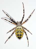 Image of Barbary Spider