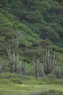 Cereus repandus (L.) Mill. resmi