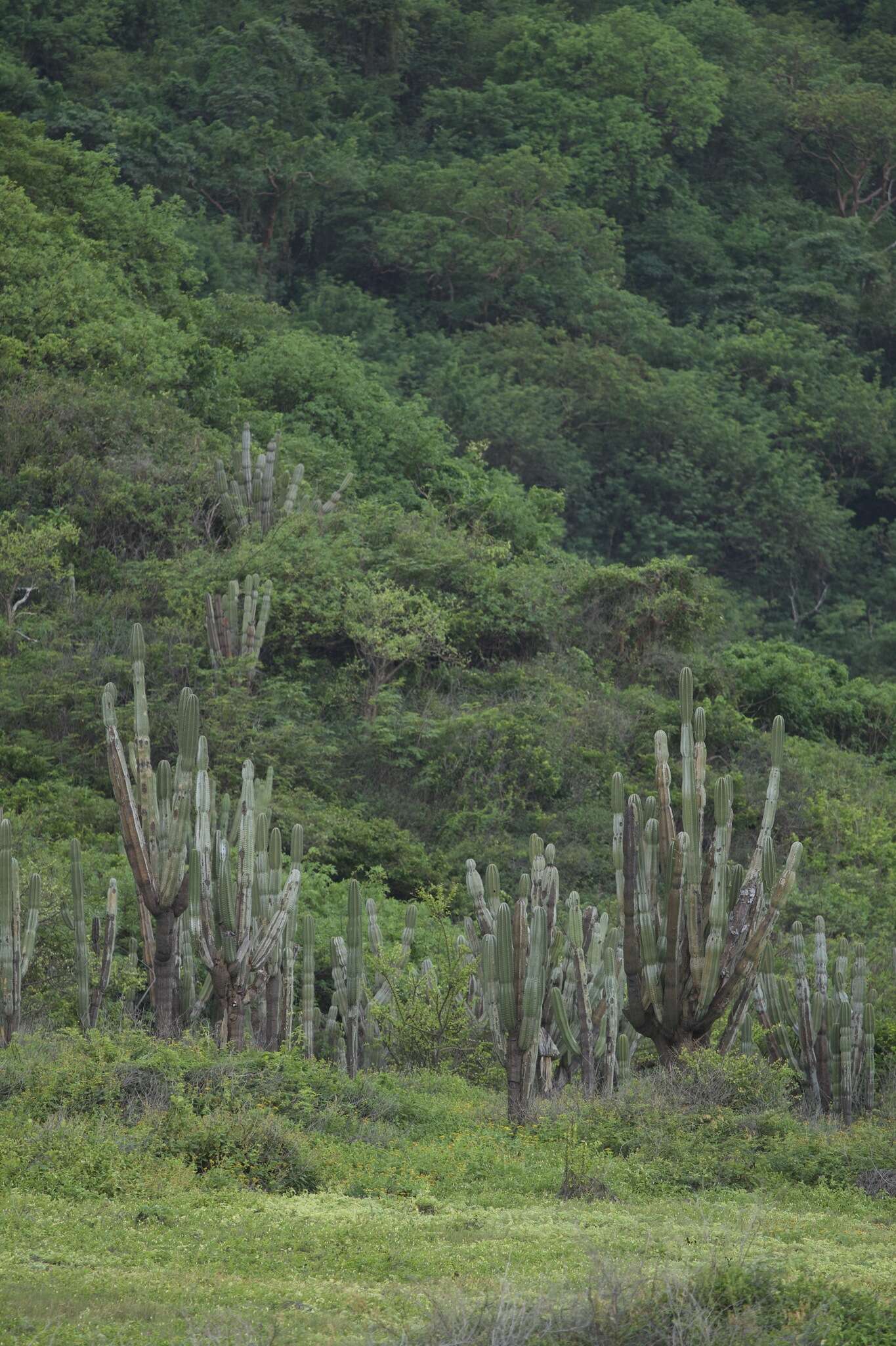 Cereus repandus (L.) Mill. resmi