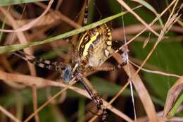 Image of Barbary Spider