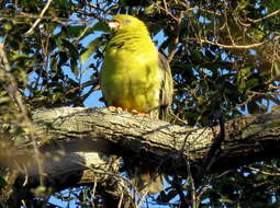 صورة Treron calvus schalowi Reichenow 1880