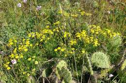 Plancia ëd Senecio lyonii A. Gray ex Lyon