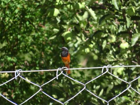 Image of Hodgson's Redstart