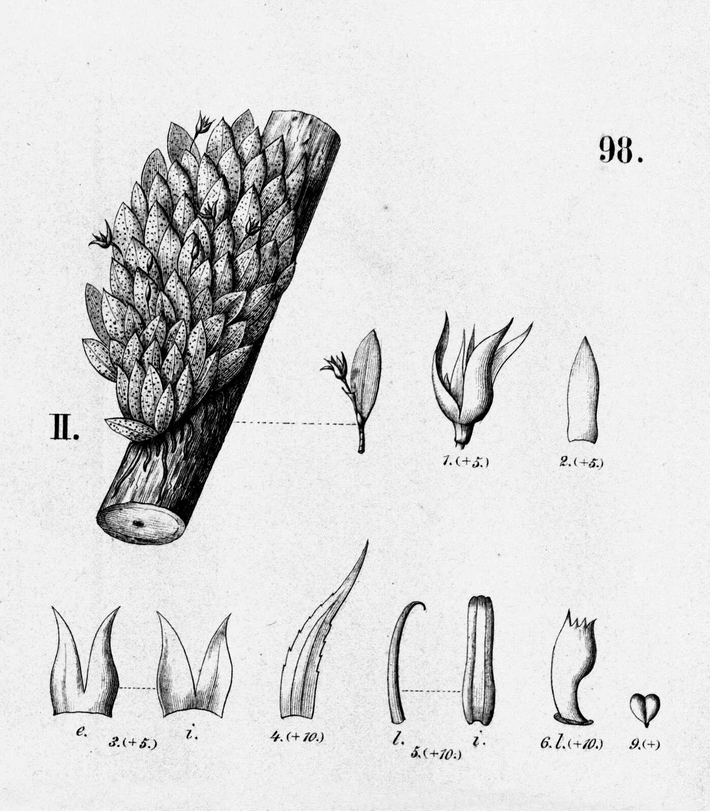 Imagem de Anathallis imbricata (Barb. Rodr.) F. Barros & F. Pinheiro