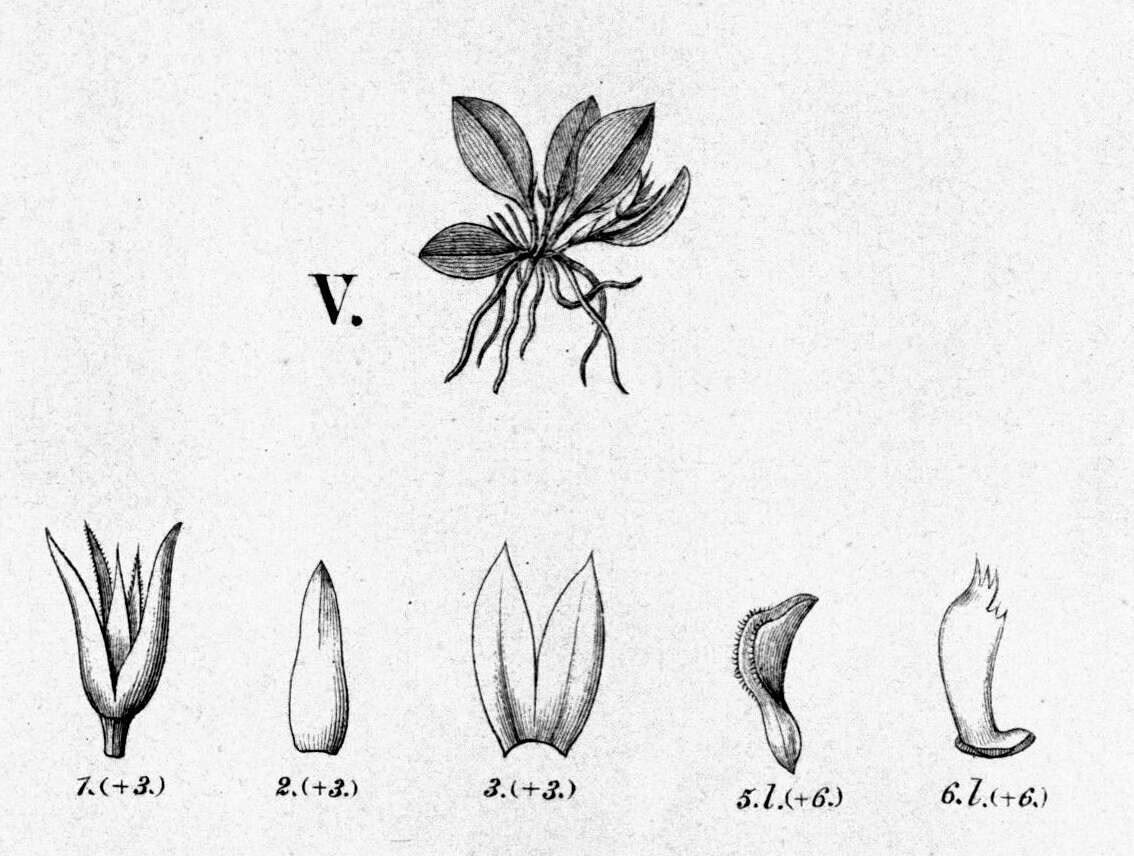 Image of Anathallis microphyta (Barb. Rodr.) C. O. Azevedo & Van den Berg