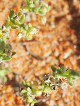 Crassula colorata (Nees) Ostenf. resmi