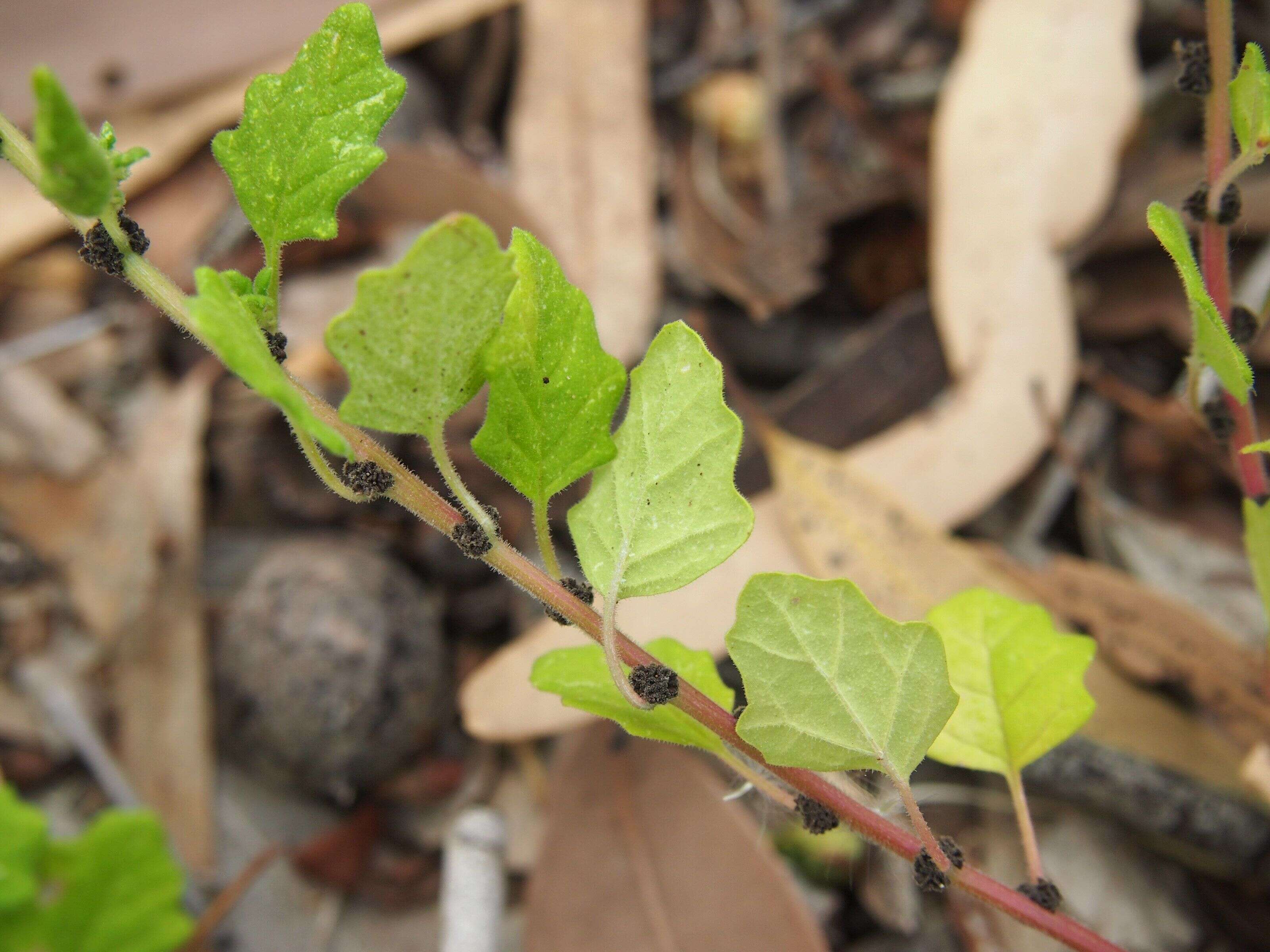 Image of Dysphania melanocarpa (J. M. Black) Mosyakin & Clemants