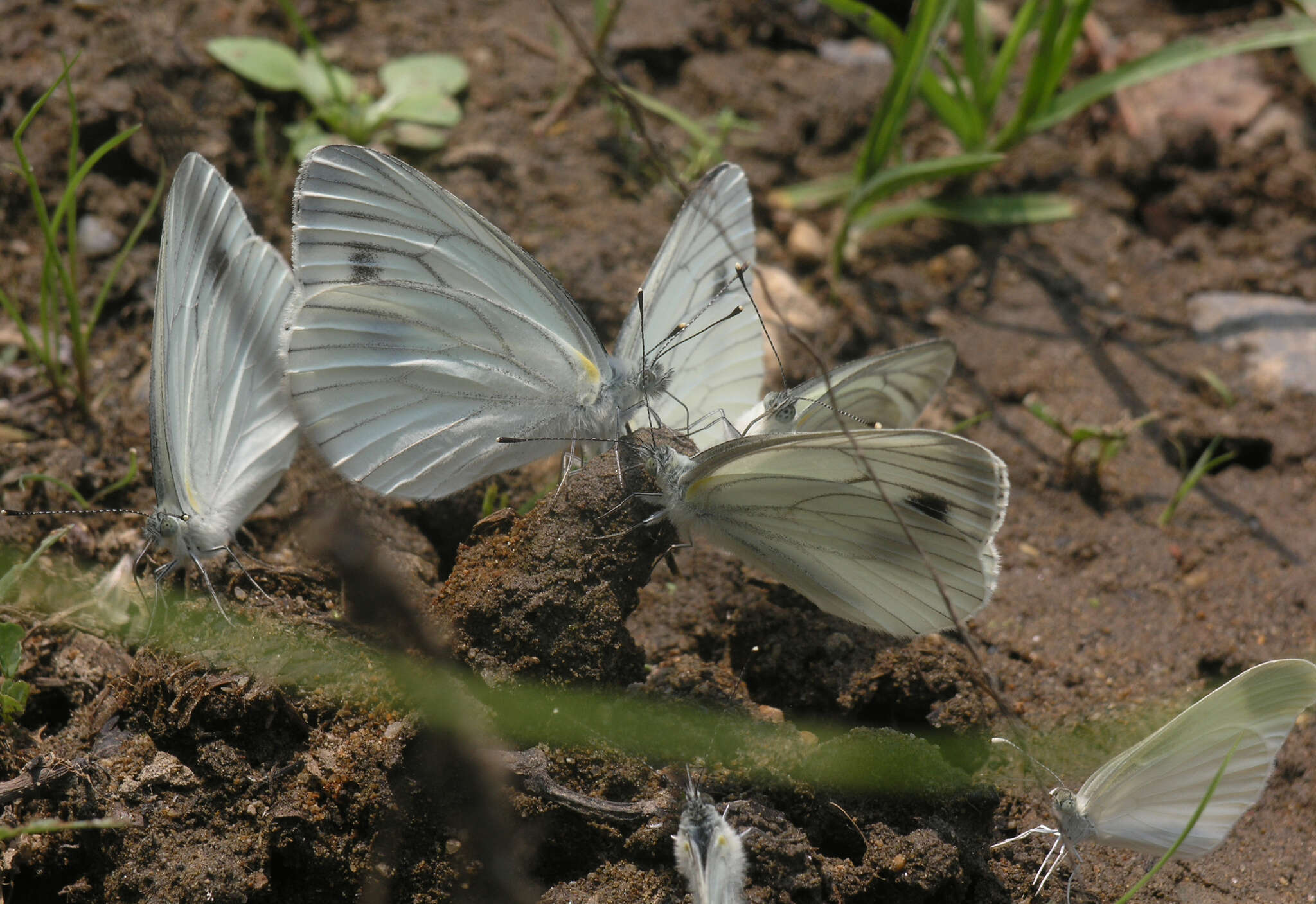 Image of Pieris dulcinea (Butler 1882)