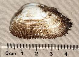 Image of leafy ark shell