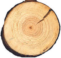 Image of Scotch Pine