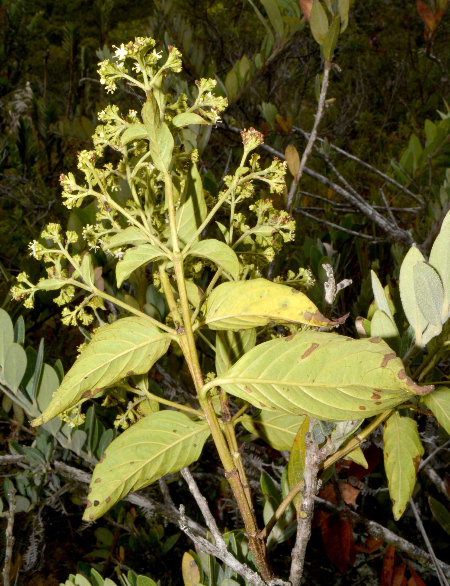 Image of Dioicodendron dioicum (K. Schum. & K. Krause) Steyerm.
