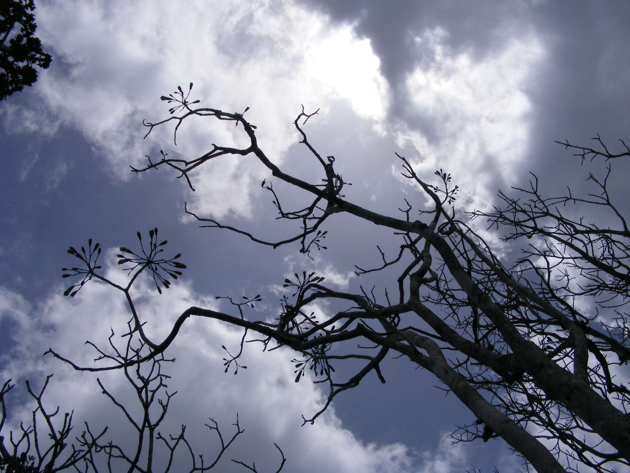 صورة Tabebuia platyantha (Griseb.) Britton