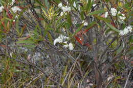 Image of Eucalyptus stricta Sieber ex Spreng.