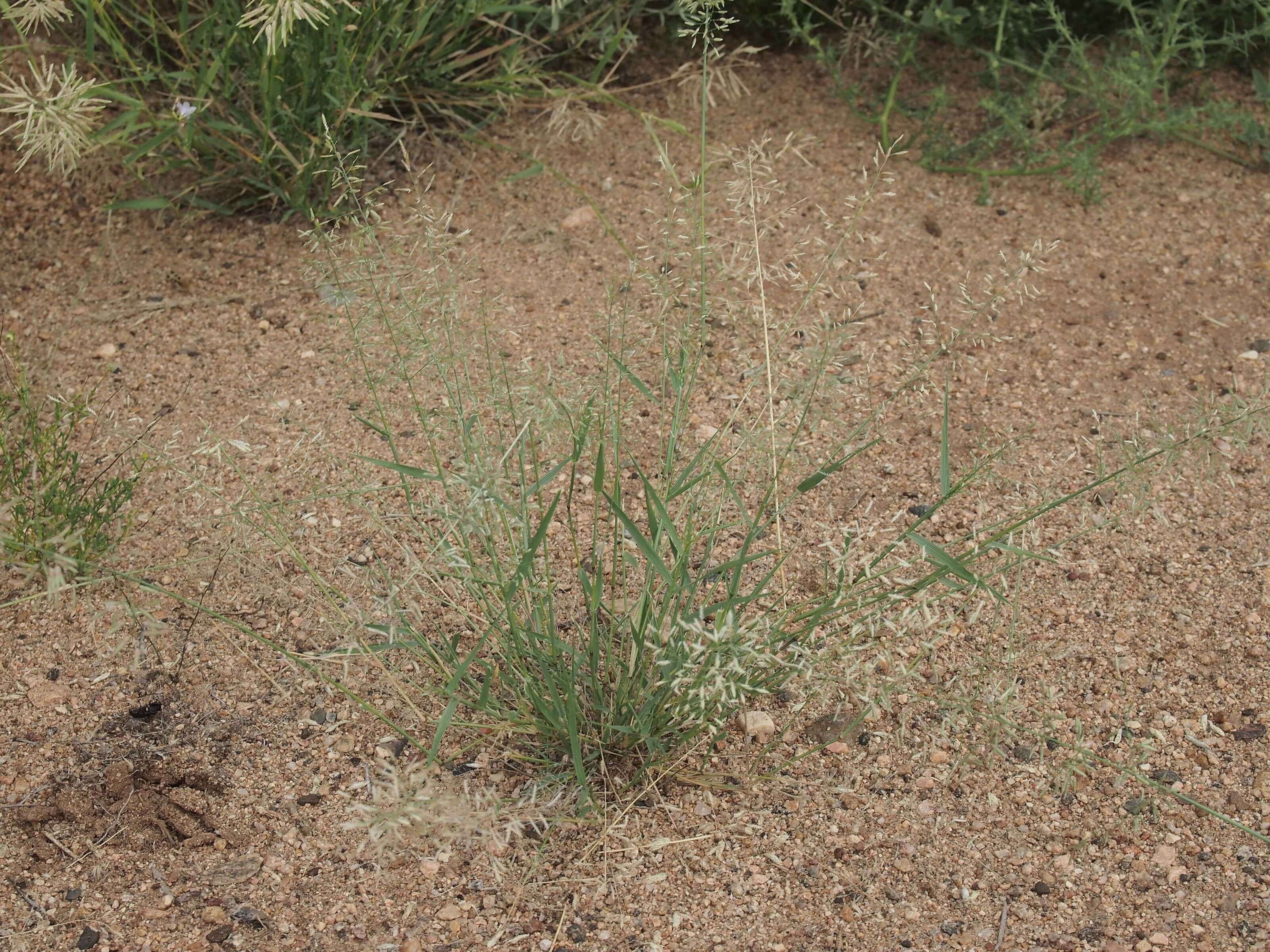 Imagem de Eragrostis cilianensis (All.) Janch.