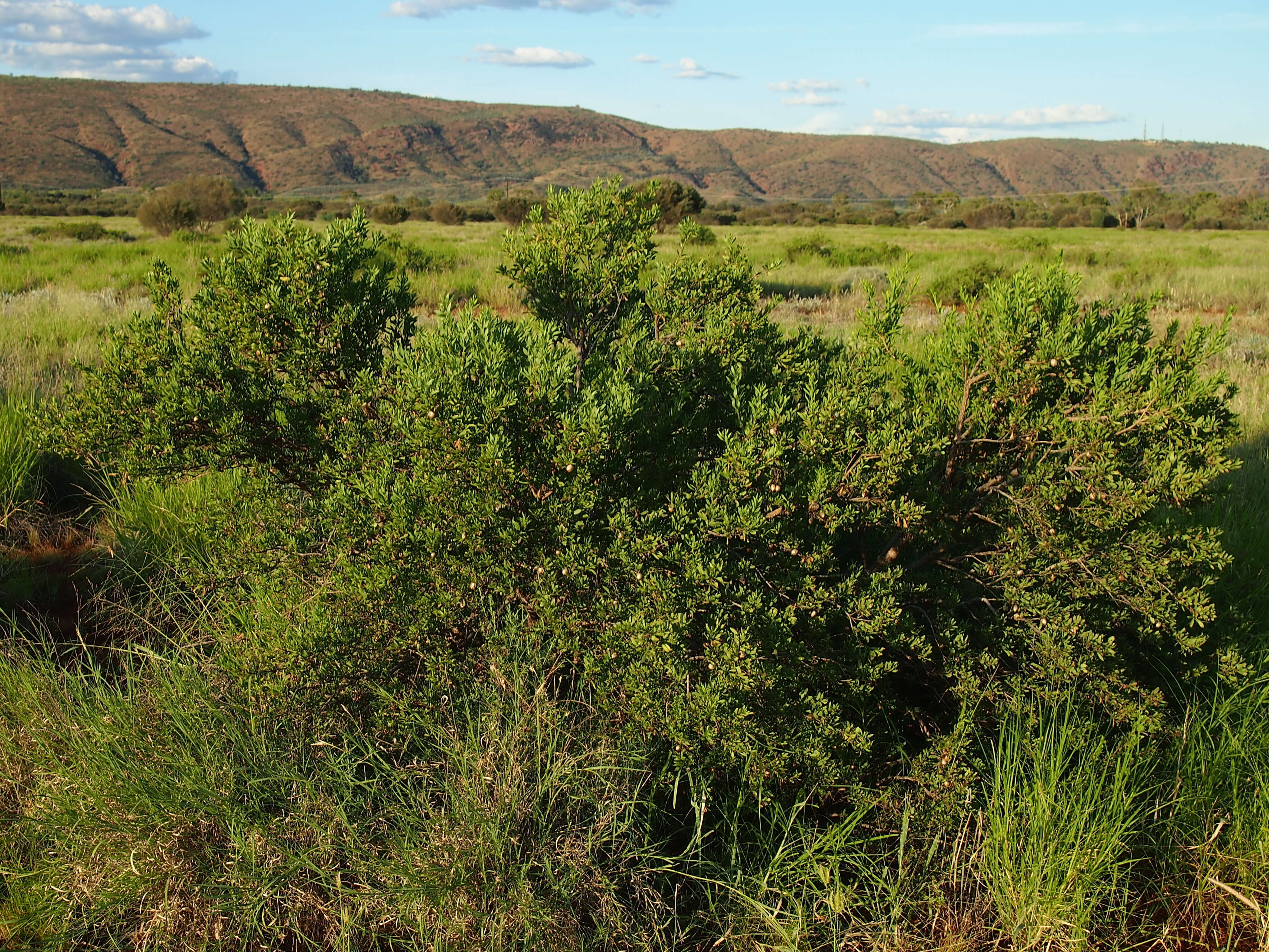 صورة Eremophila maculata (Ker-Gawler) F. Muell.