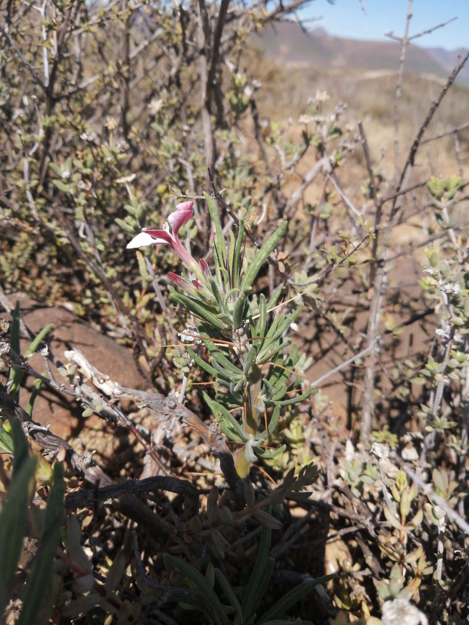 Image of Pachypodium succulentum (L. fil.) Sweet