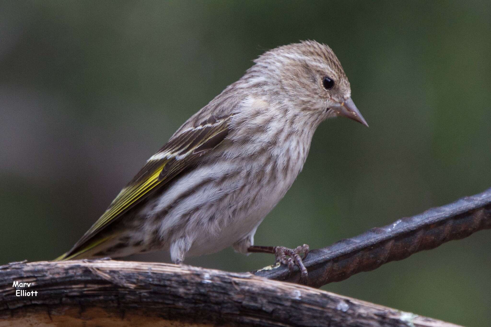 Image of Pine Siskin