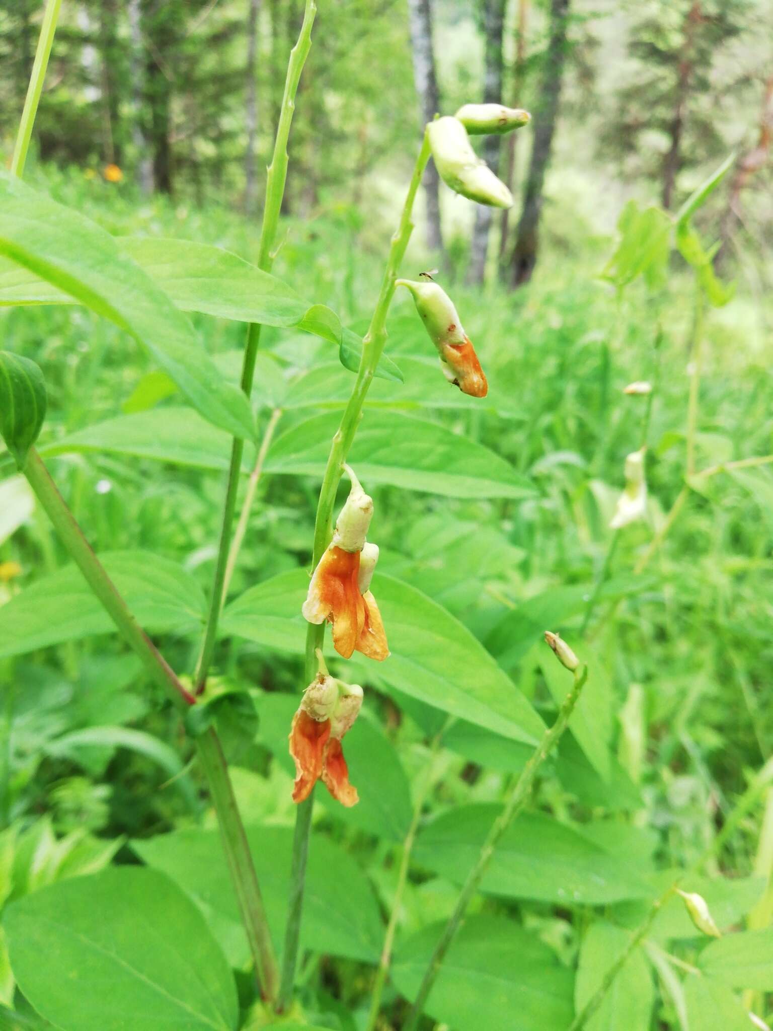 Image of Lathyrus gmelinii Fritsch