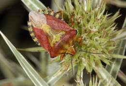 Image of Carpocoris