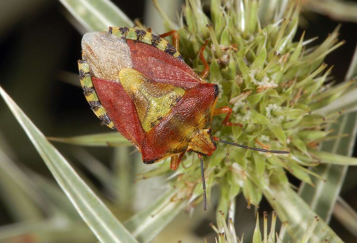 Image of Carpocoris