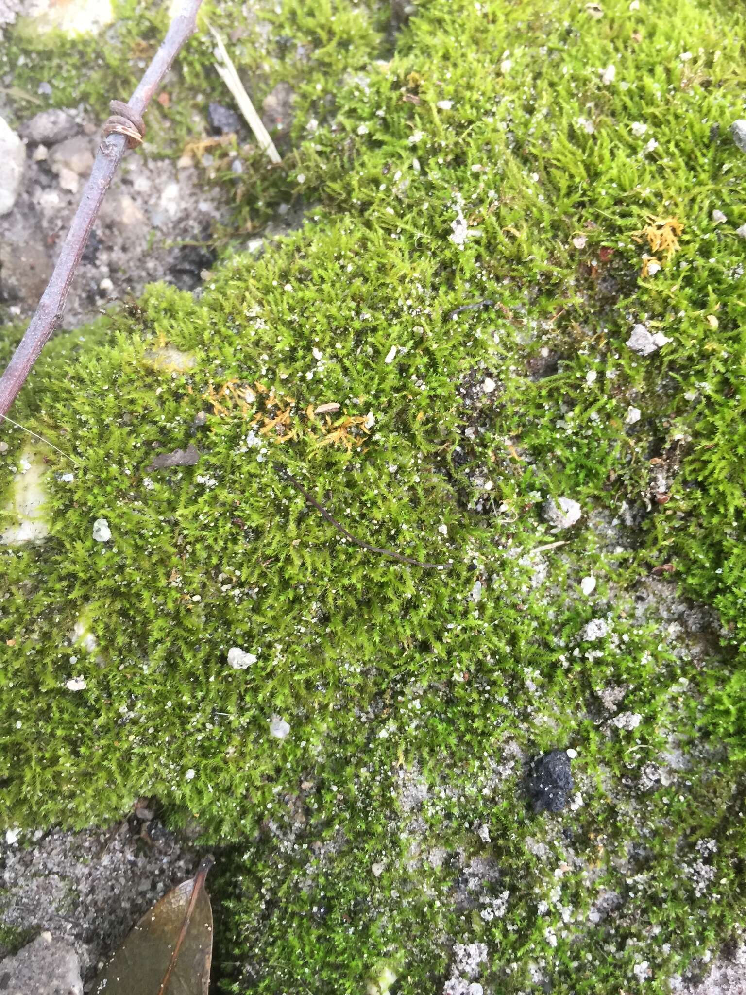 Image of isopterygium moss