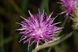 Image of spotted knapweed