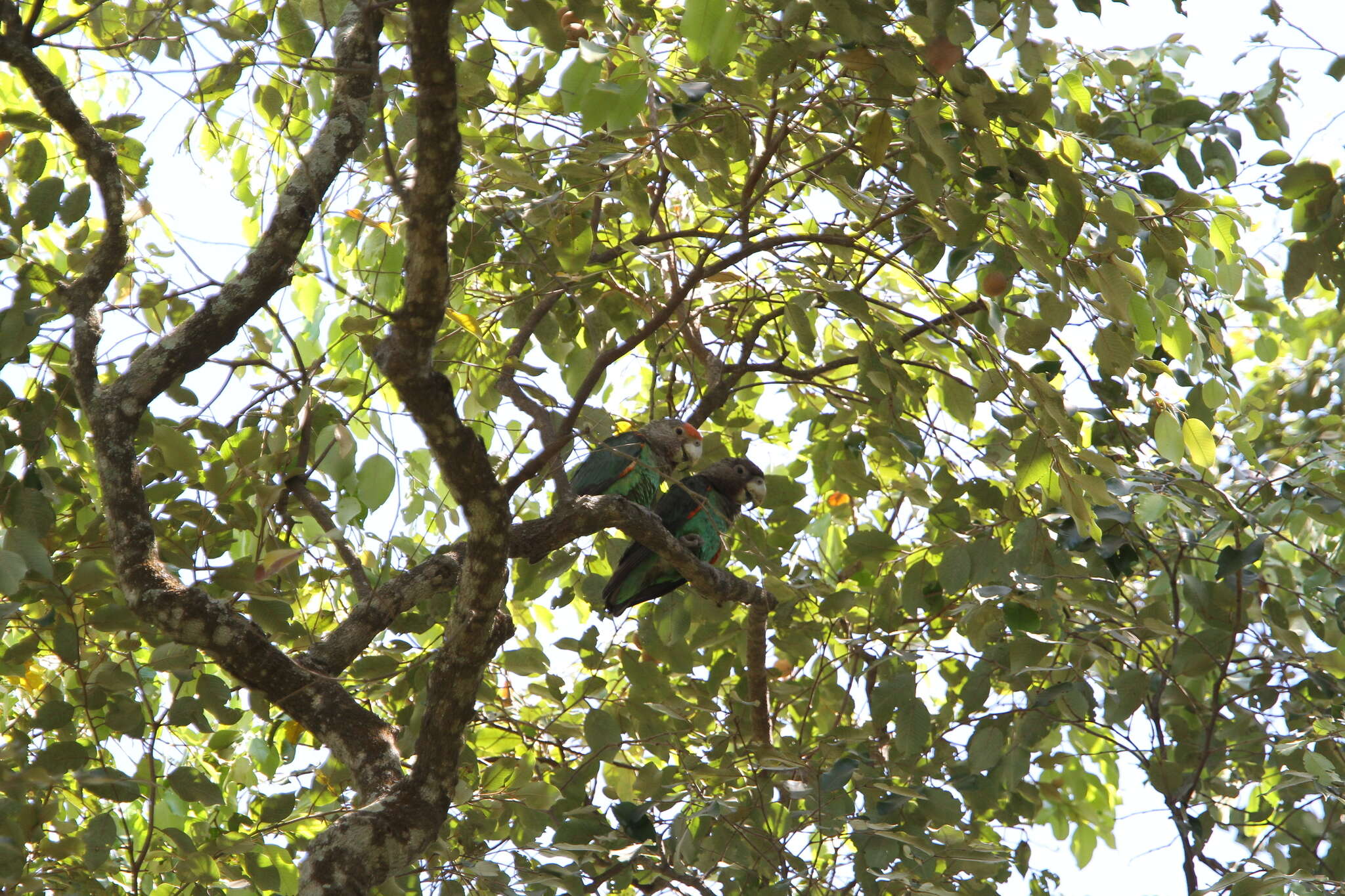 Image of Brown-necked Parrot