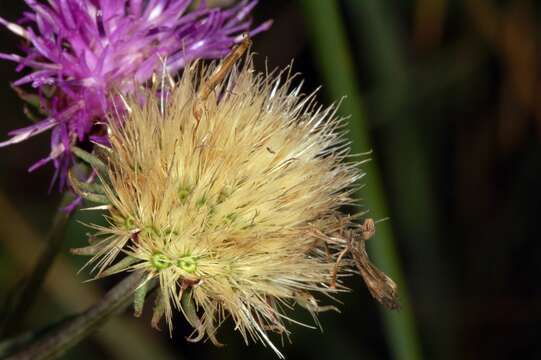 Image of spotted knapweed