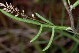 Image of spotted knapweed