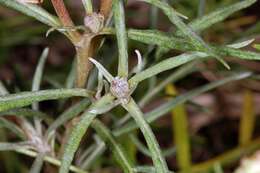 Image of spotted knapweed