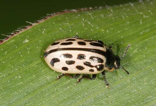 Image of Chrysomela vigintipunctata