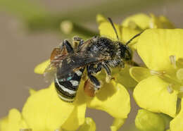 Image of Calliopsis personata Cockerell 1897