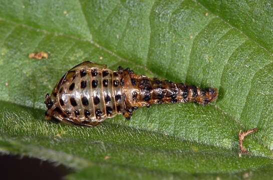 Image of Chrysomela vigintipunctata