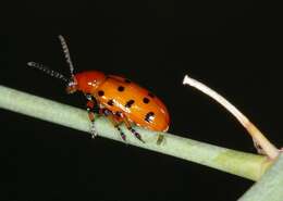 Image of Spotted asparagus beetle