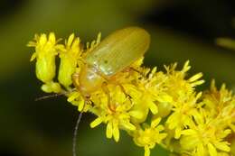 Image of Cteniopus sulphureus